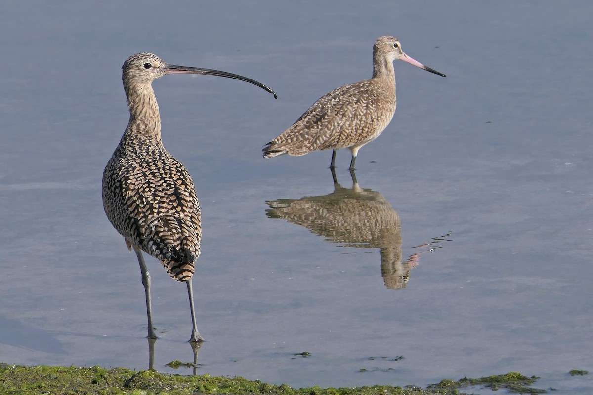 Long-billed Curlew - ML317756241