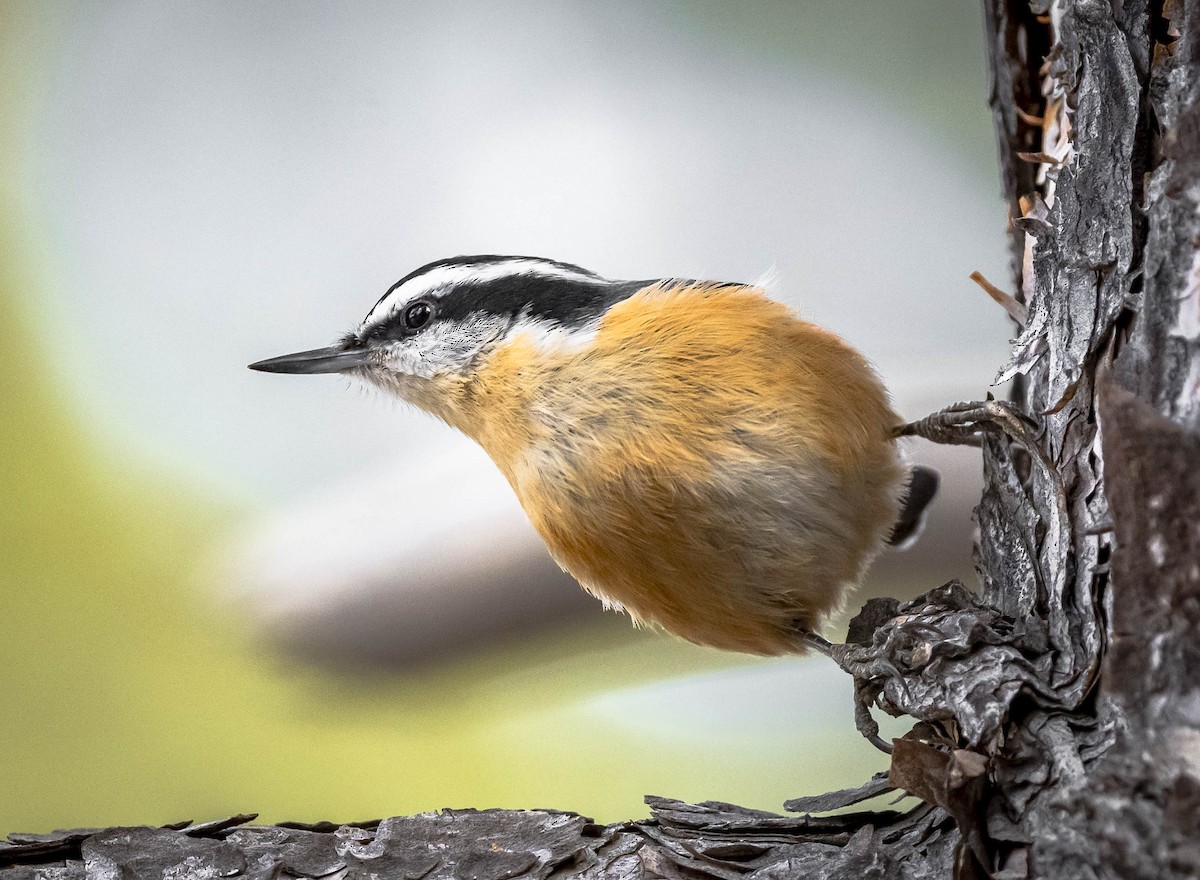 Red-breasted Nuthatch - ML317756601