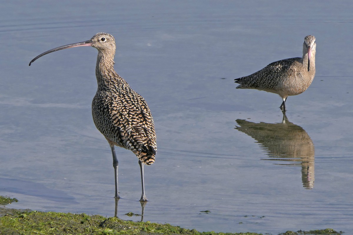 Long-billed Curlew - ML317756791