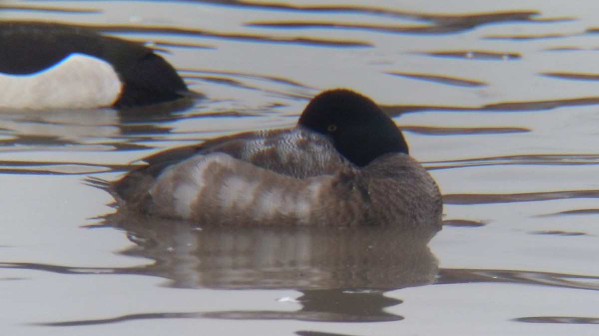 Greater Scaup - ML317758261