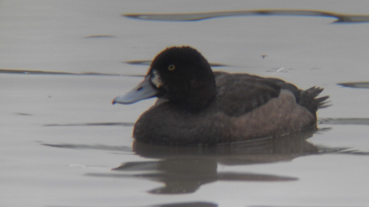 Greater Scaup - ML317758281