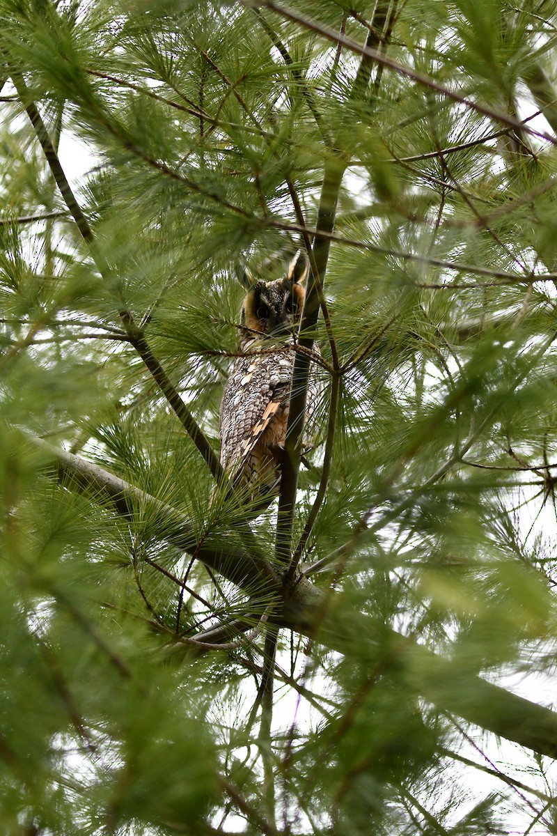 Long-eared Owl - ML317762511