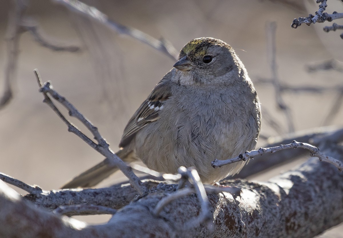 Golden-crowned Sparrow - Alan Versaw