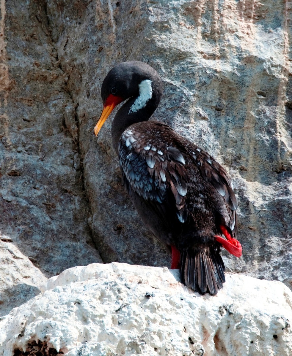 Red-legged Cormorant - ML317769271