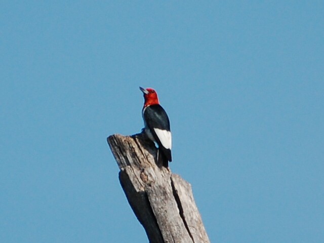 Red-headed Woodpecker - Katherine Cavazos
