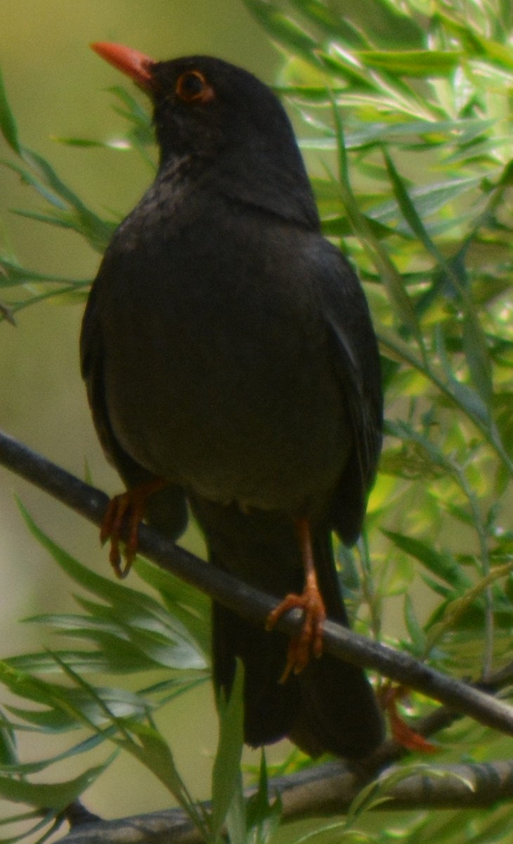 Indian Blackbird - ML317771811