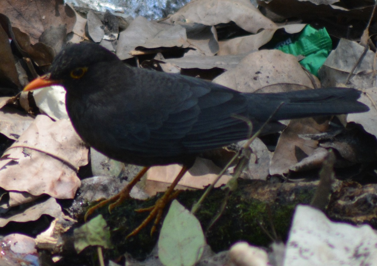 Indian Blackbird - ML317771861