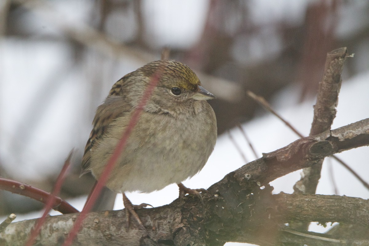 Golden-crowned Sparrow - J Millsaps