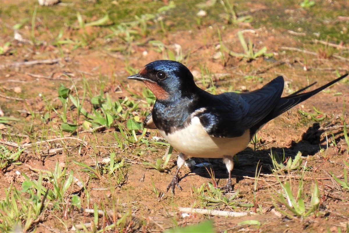 Barn Swallow (White-bellied) - ML317781481