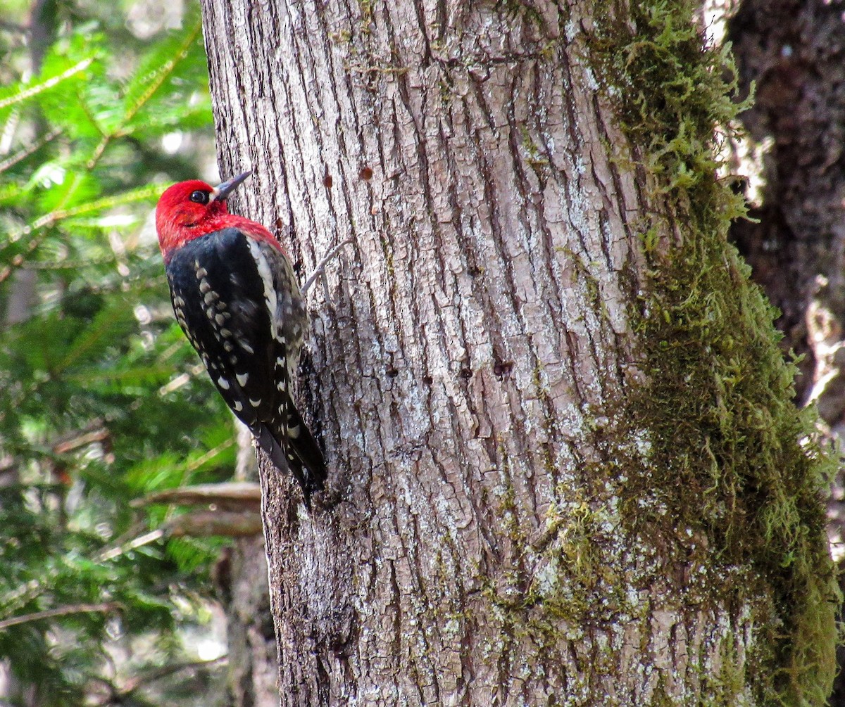 Red-breasted Sapsucker - ML317789361