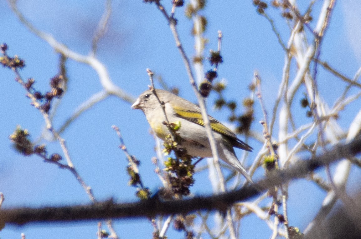 Lawrence's Goldfinch - ML317789601