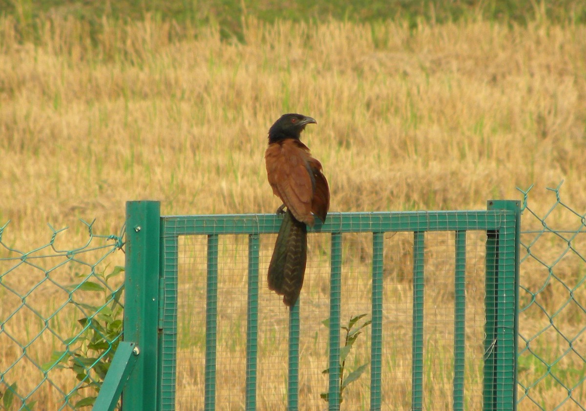 Greater Coucal - ML317790351