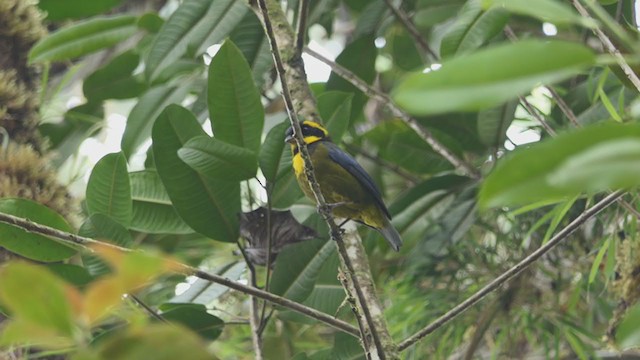 Gold-ringed Tanager - ML317797741