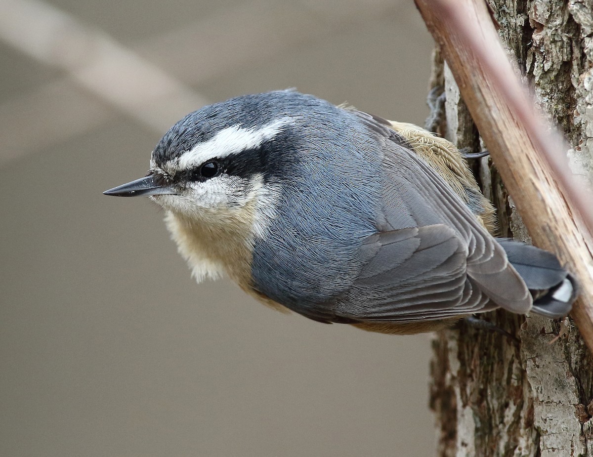 Red-breasted Nuthatch - ML317797831
