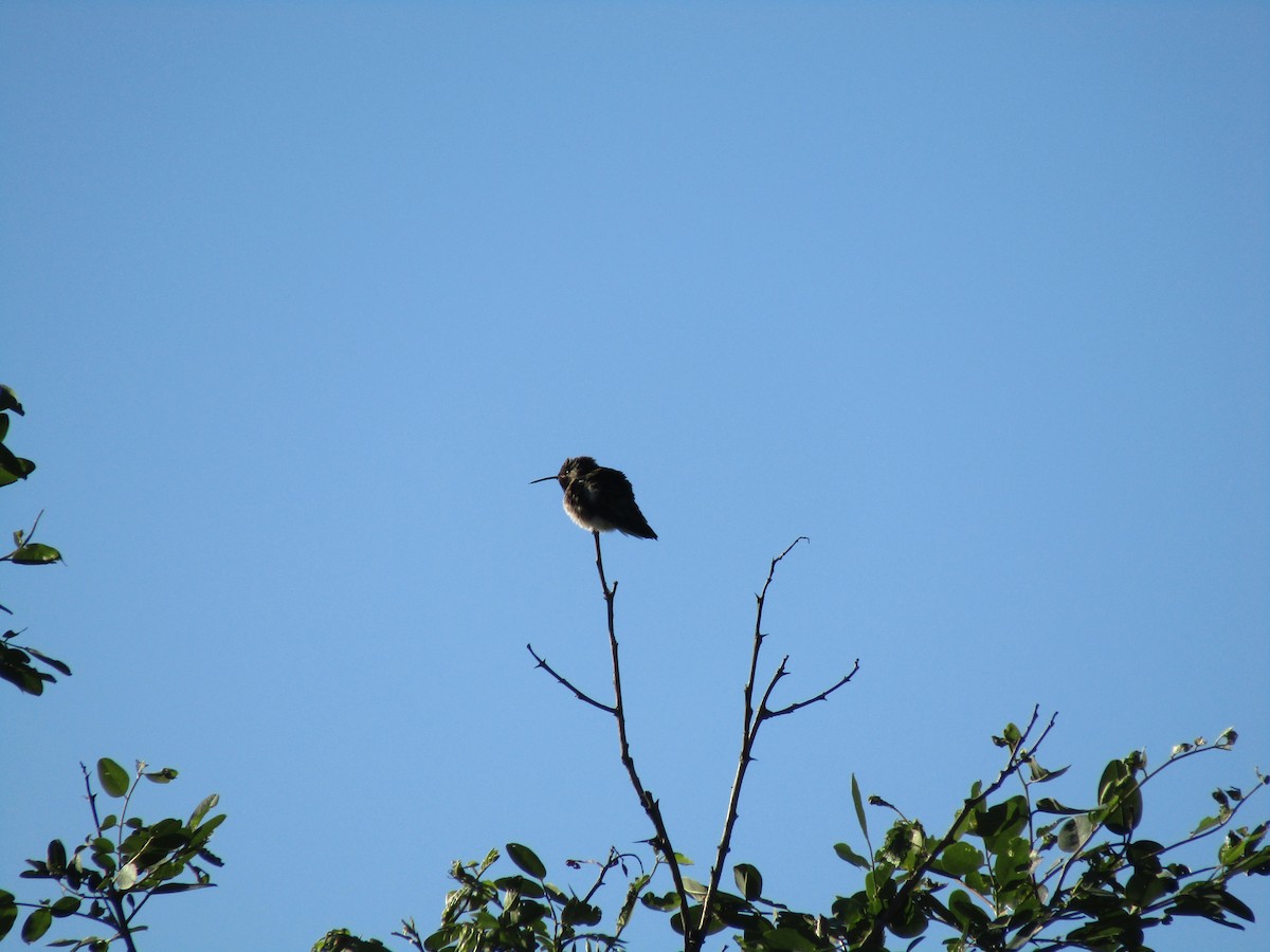 Black-chinned Hummingbird - Kara L
