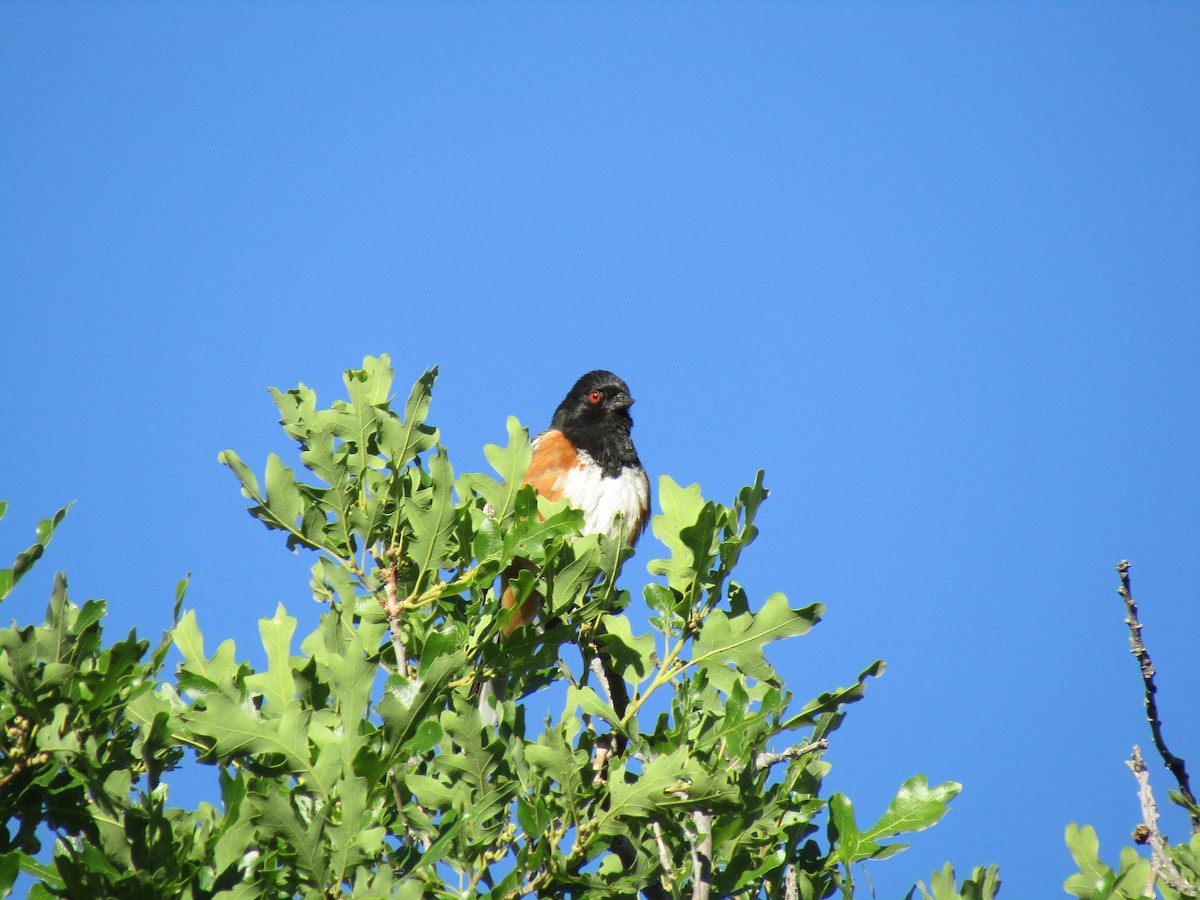 Spotted Towhee - ML317798801