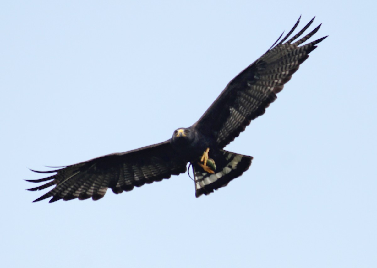 Zone-tailed Hawk - Adrian Ciprés