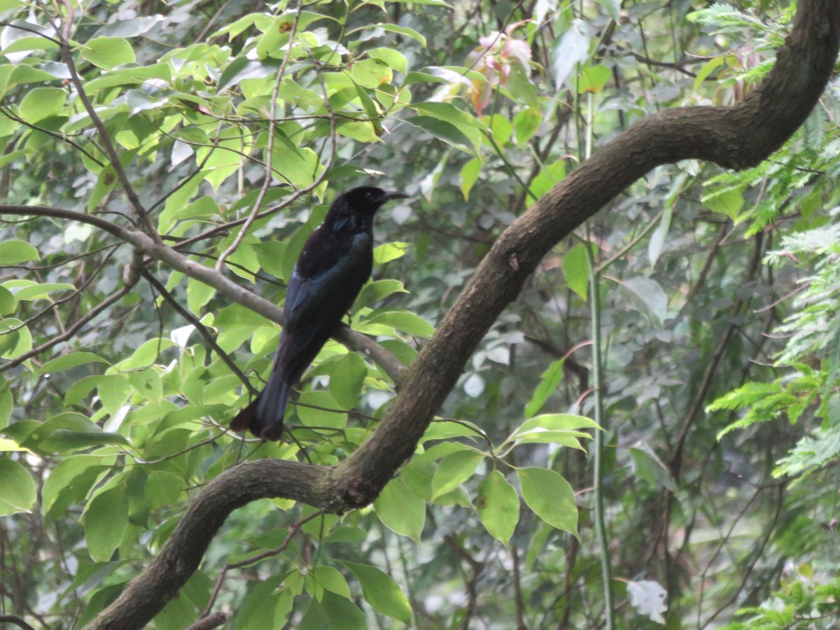 Hair-crested Drongo - ML317800281