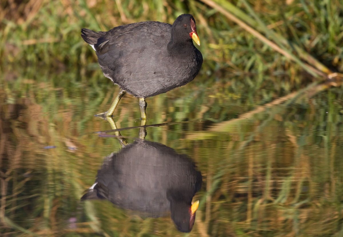 Red-fronted Coot - ML317807051