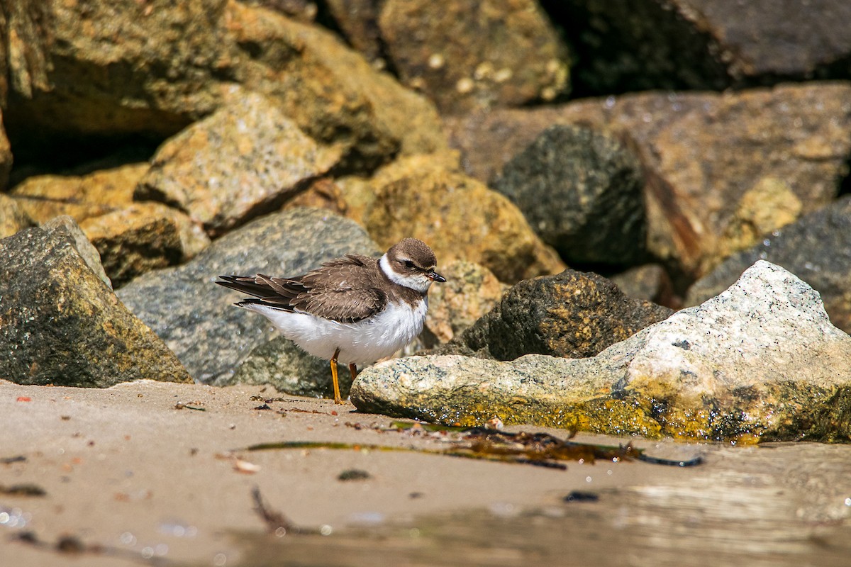 Semipalmated Plover - ML317808071
