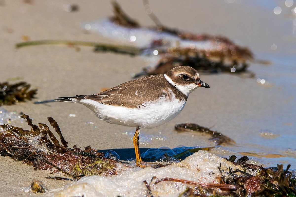 Semipalmated Plover - ML317808081