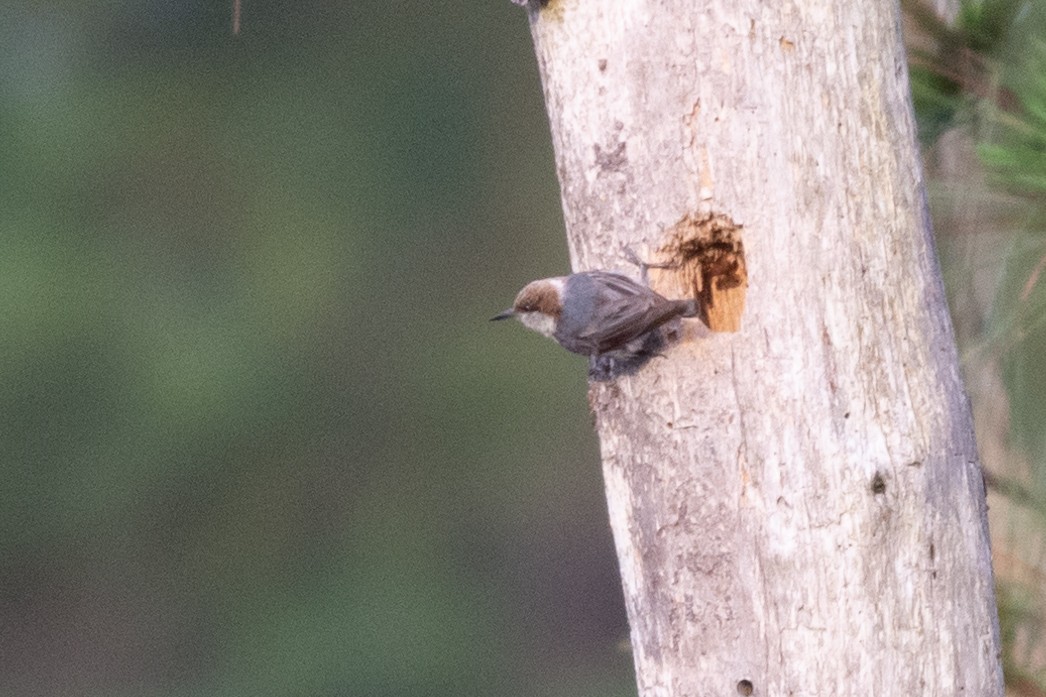 Brown-headed Nuthatch - ML317819501