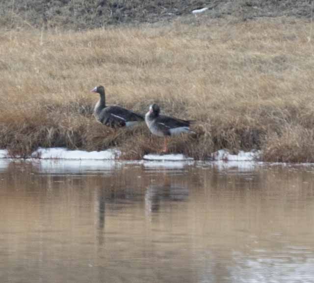 Greater White-fronted Goose - ML317822551