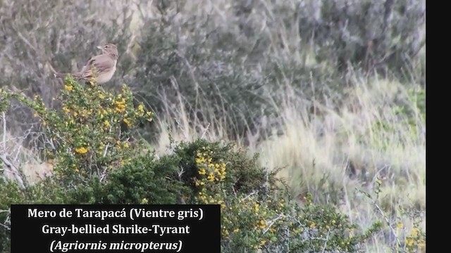 Gray-bellied Shrike-Tyrant - ML317823881