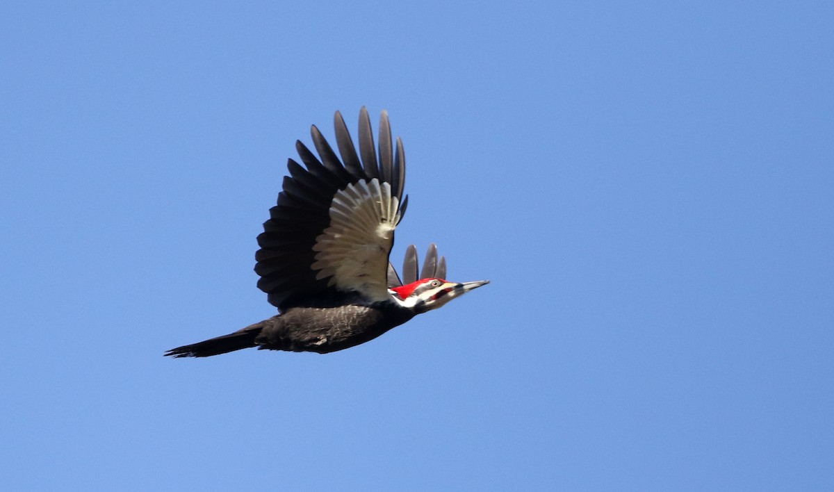 Pileated Woodpecker - ML317827071