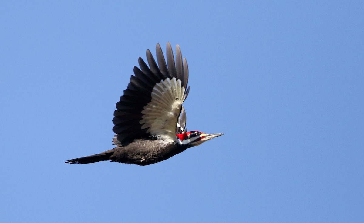 Pileated Woodpecker - ML317827161