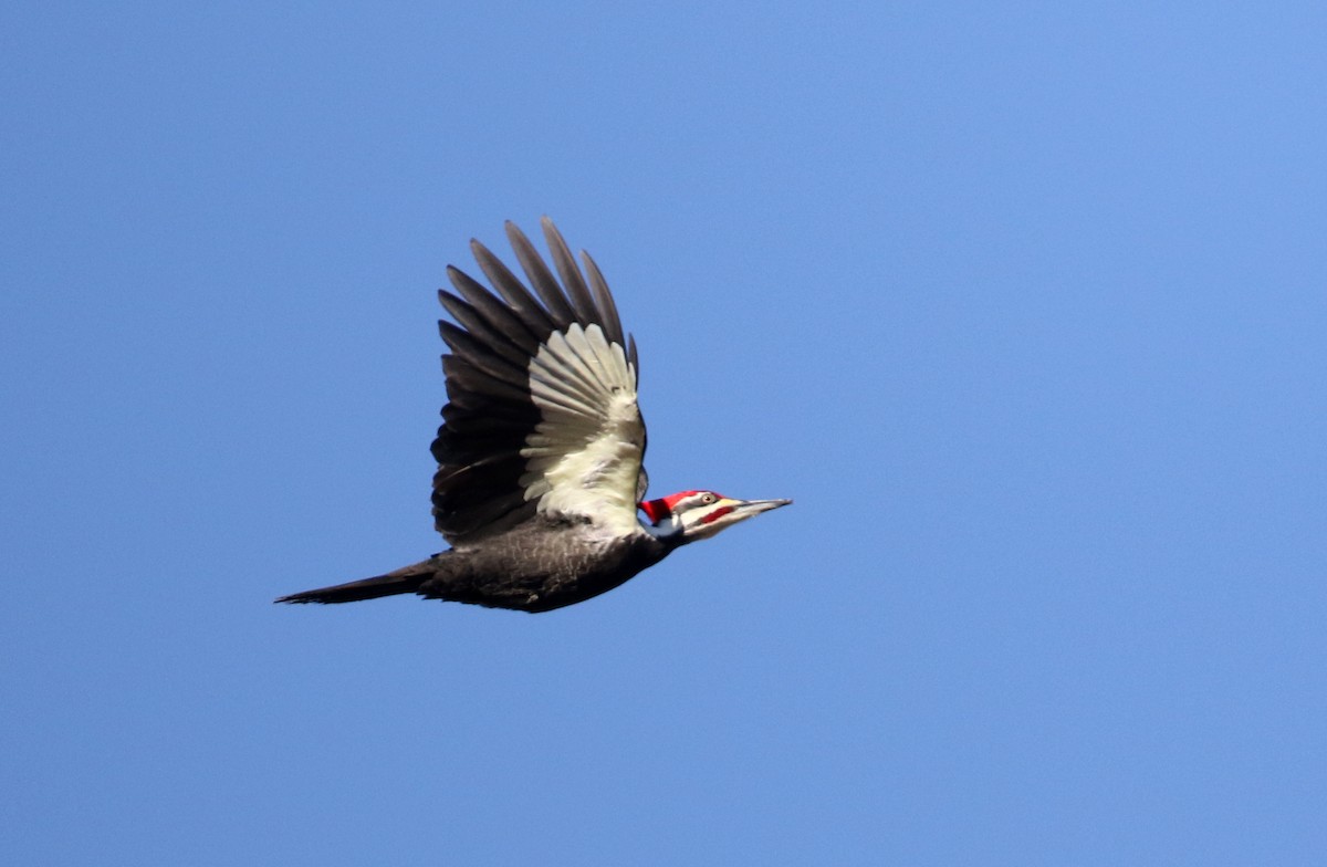 Pileated Woodpecker - ML317827191