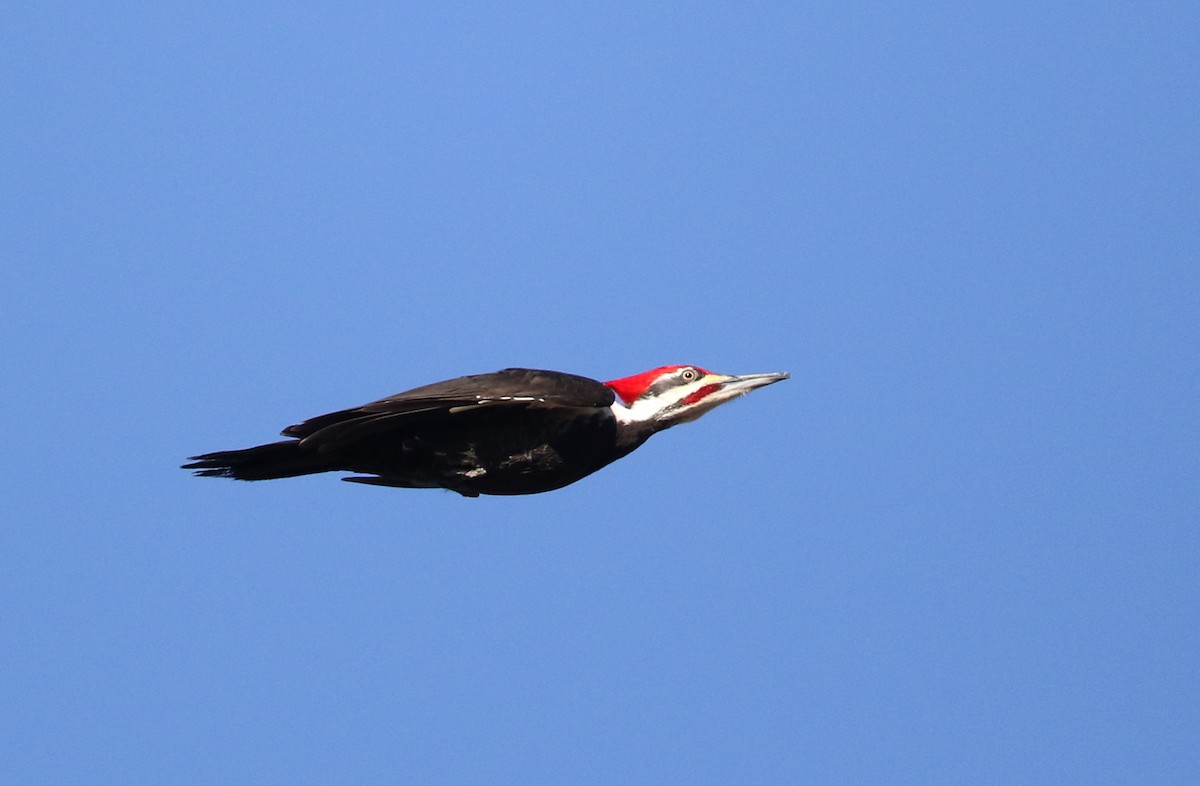 Pileated Woodpecker - ML317827211