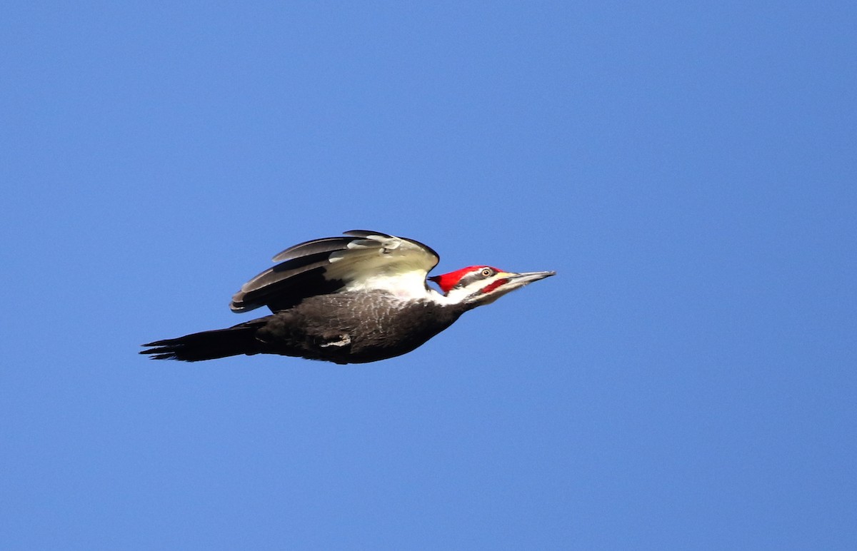 Pileated Woodpecker - ML317827221