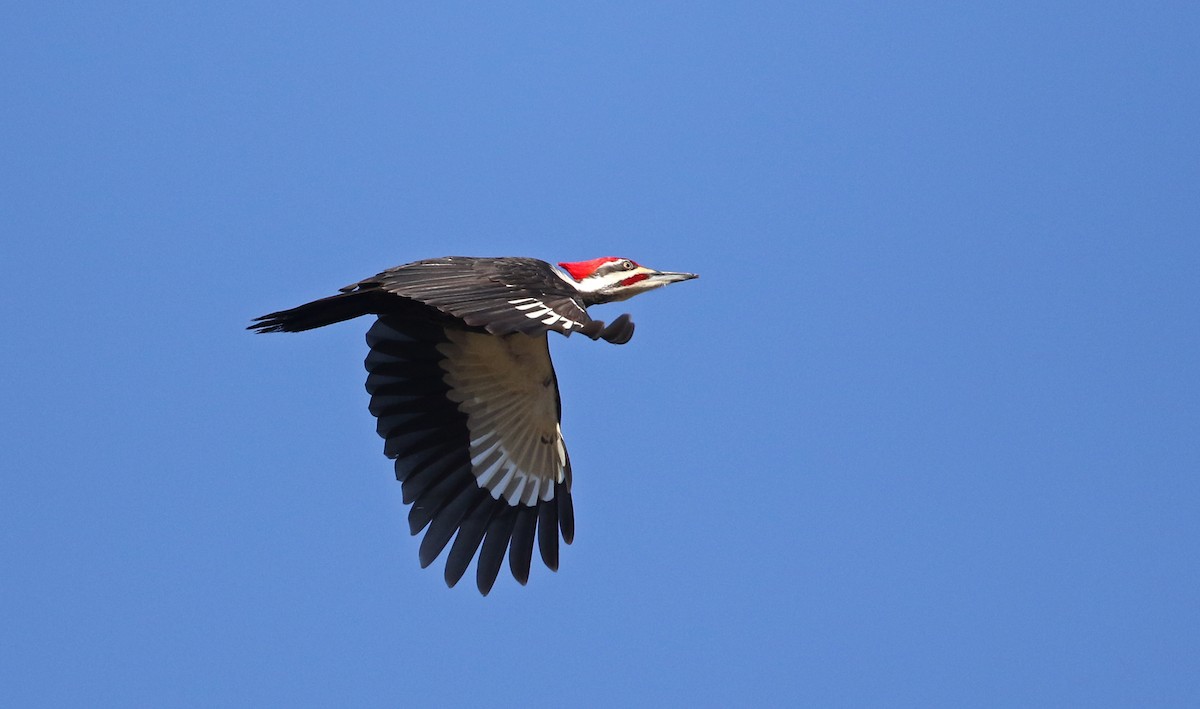 Pileated Woodpecker - ML317827261