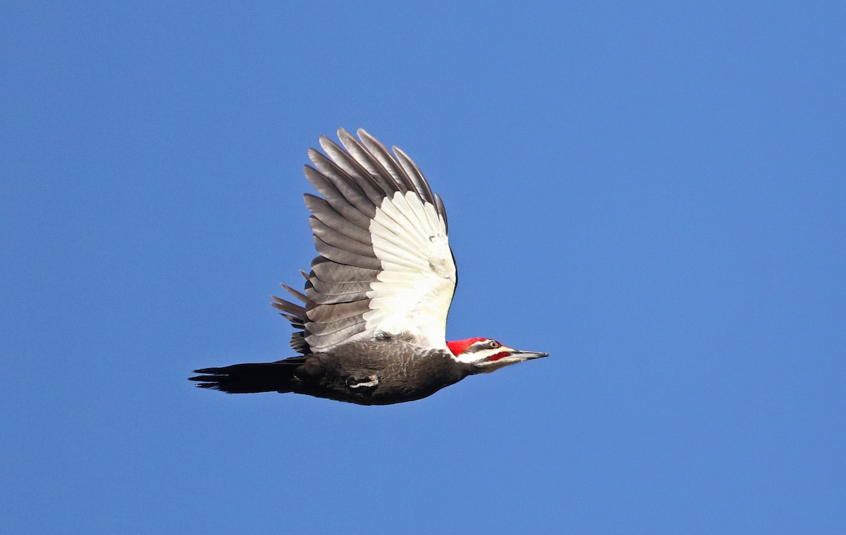 Pileated Woodpecker - ML317827281