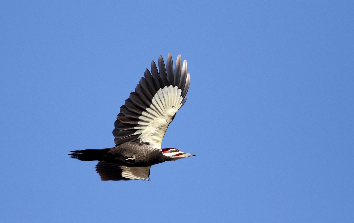 Pileated Woodpecker - ML317827291
