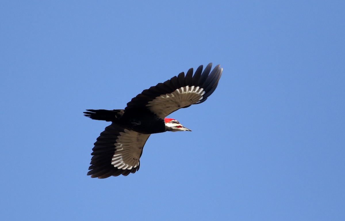 Pileated Woodpecker - ML317827311