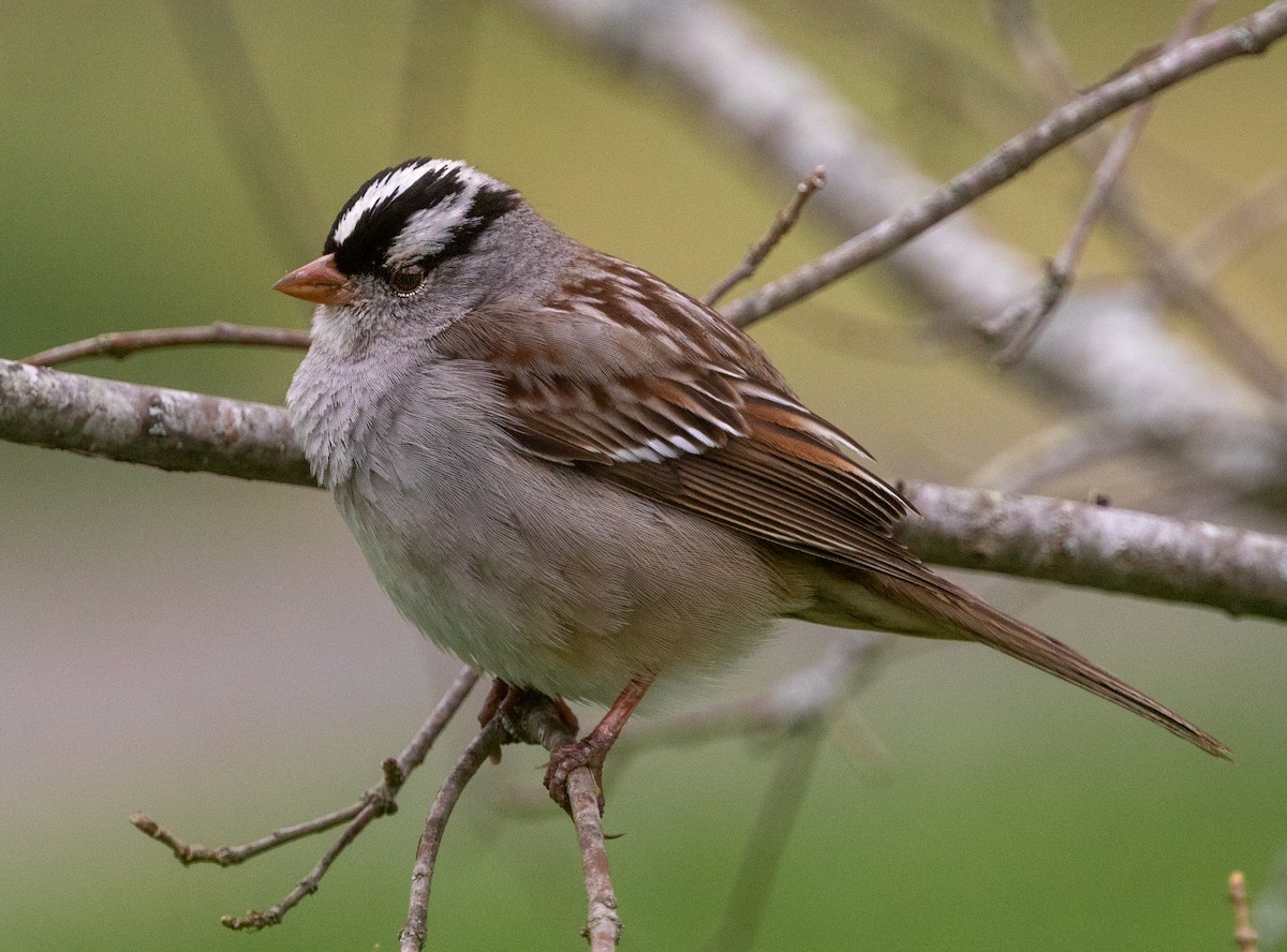 White-crowned Sparrow - Iris Kilpatrick