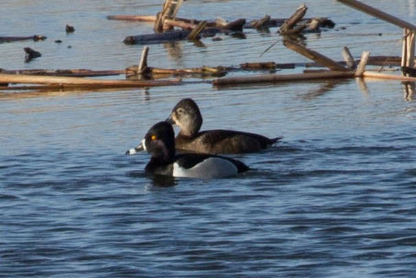 Ring-necked Duck - ML317835421