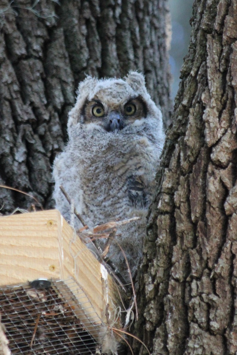 Great Horned Owl - ML317838261