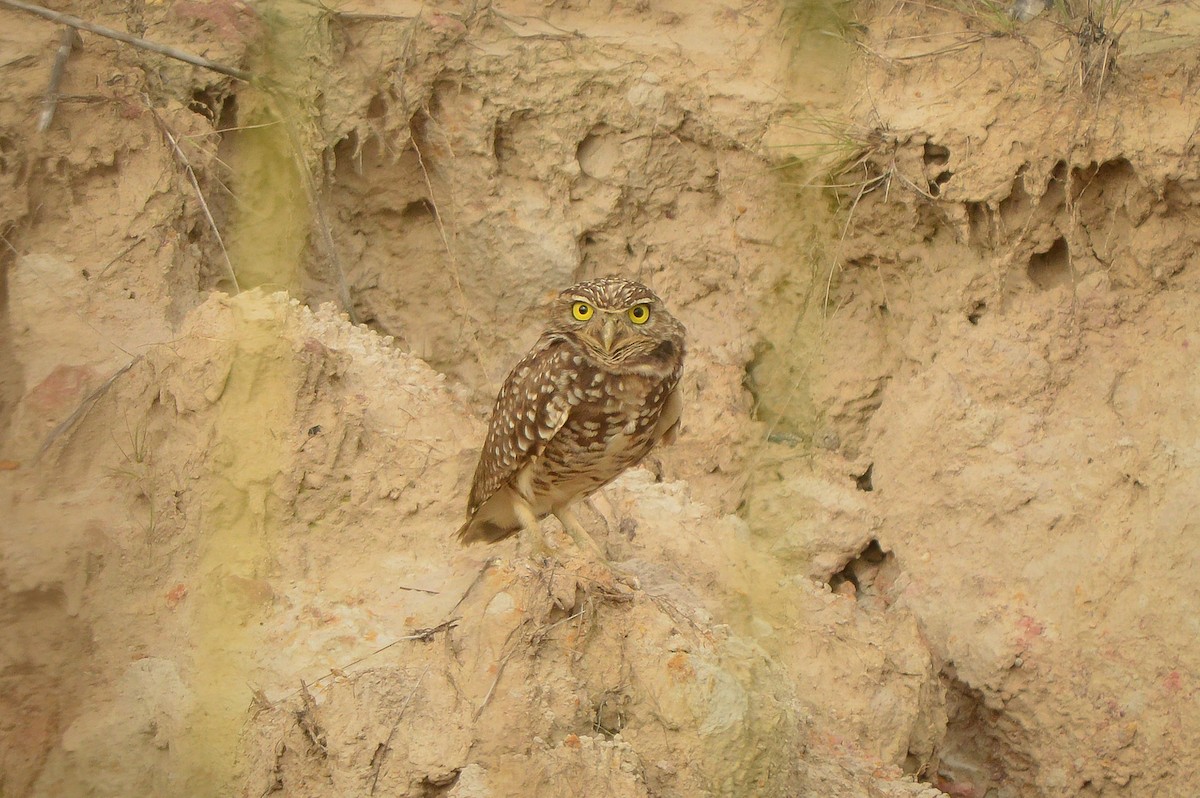 Burrowing Owl - ML317839051