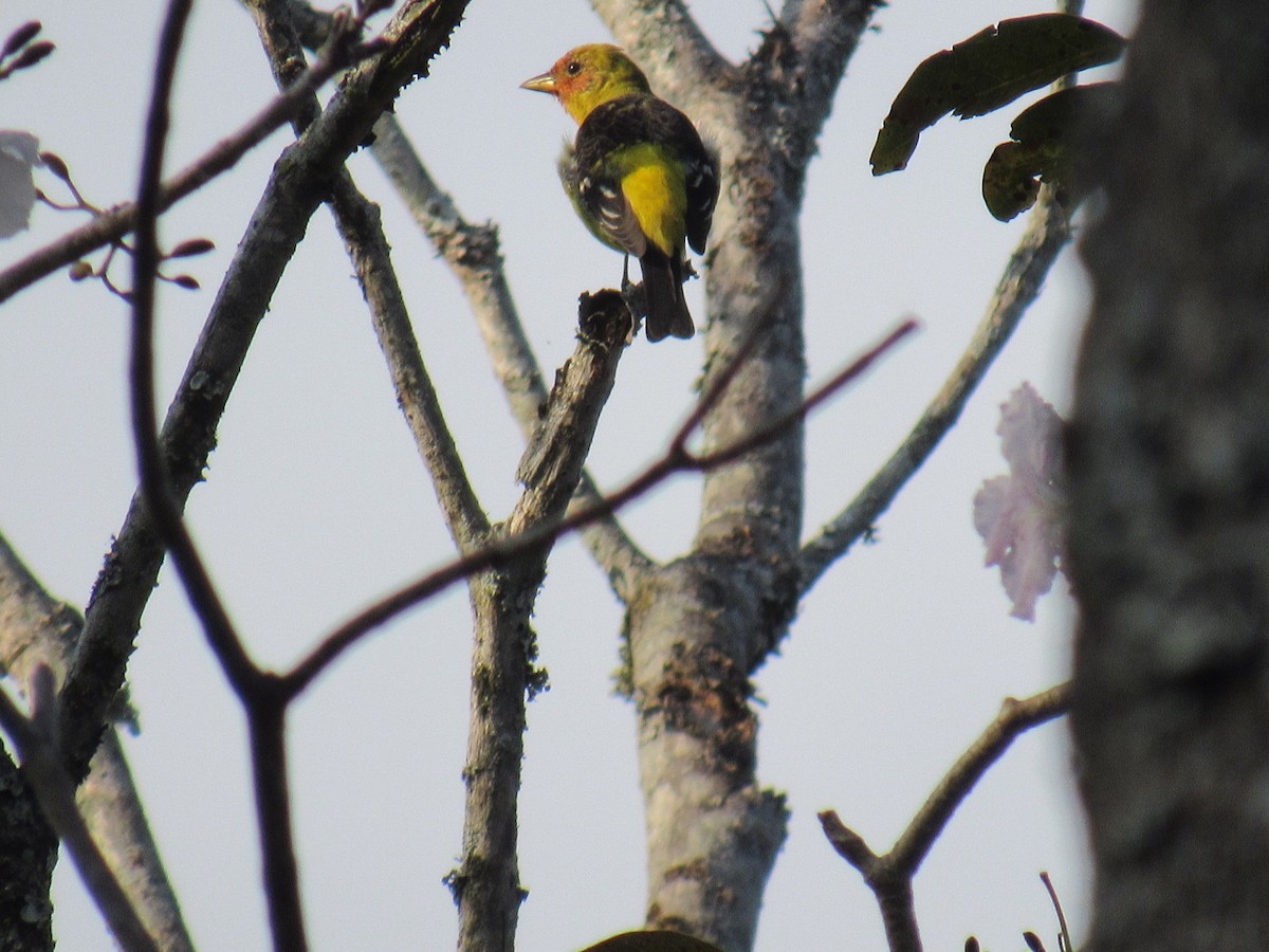 Western Tanager - ML317839181