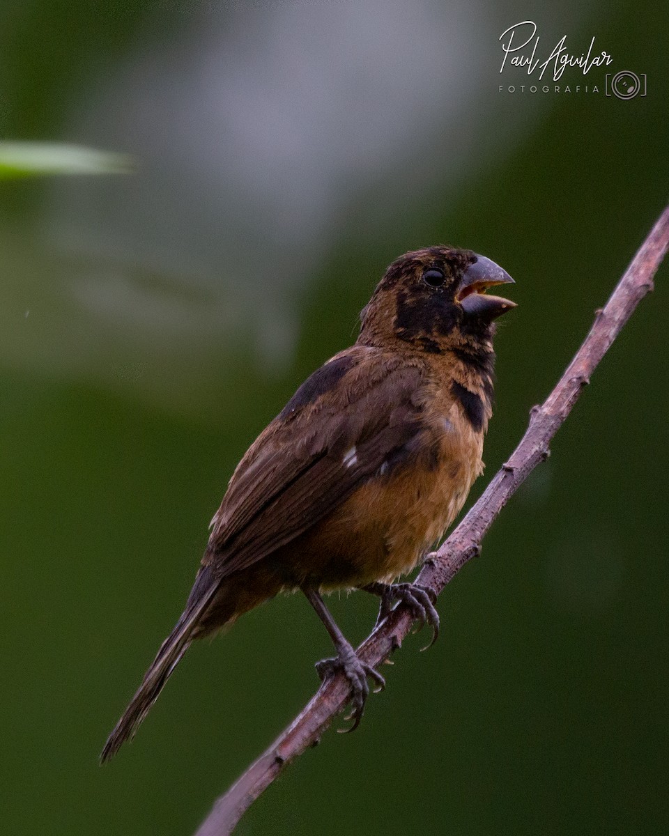 Thick-billed Seed-Finch - Paul Aguilar