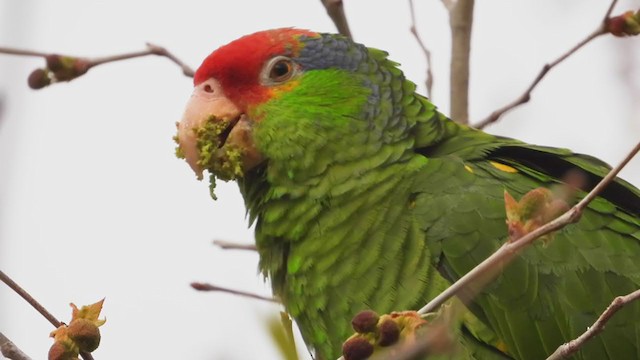 Red-crowned Parrot - ML317848101