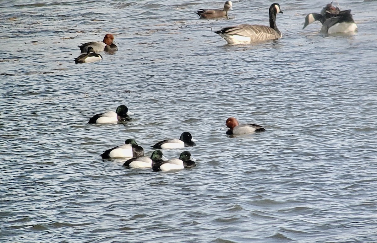Greater Scaup - ML317849921