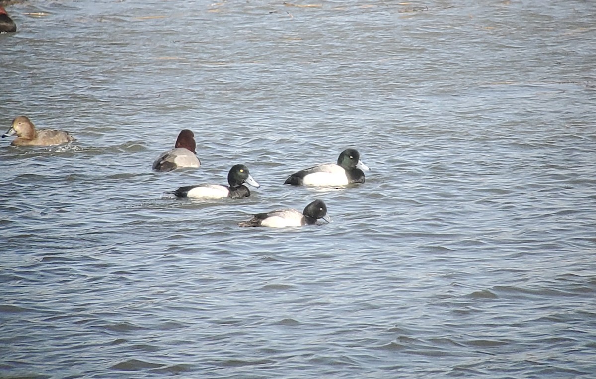 Greater Scaup - ML317849961