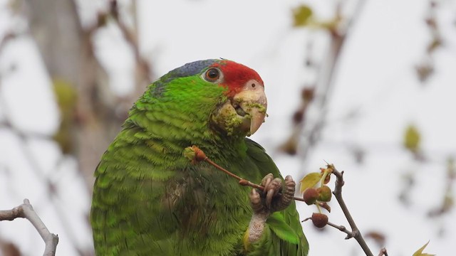 Red-crowned Parrot - ML317850561