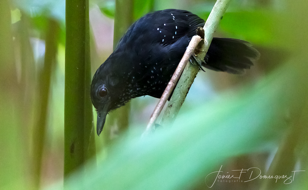 Stub-tailed Antbird - Javier Fernando Dominguez Trujillo