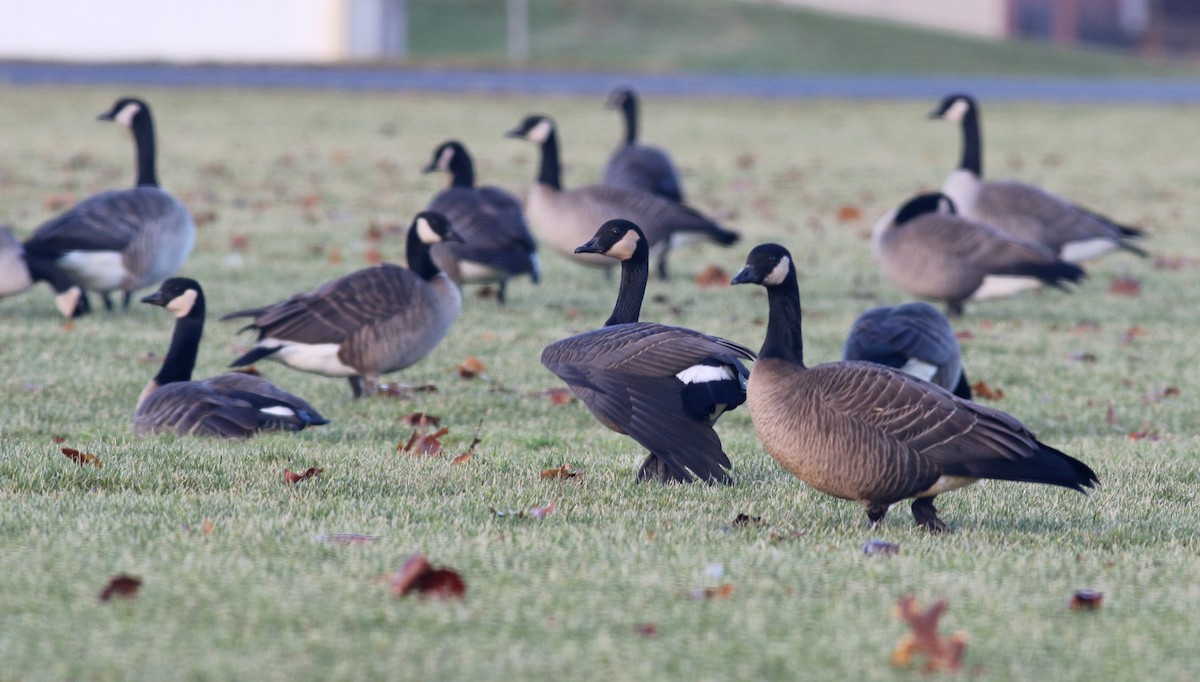 Canada Goose (canadensis Group) - ML317857431