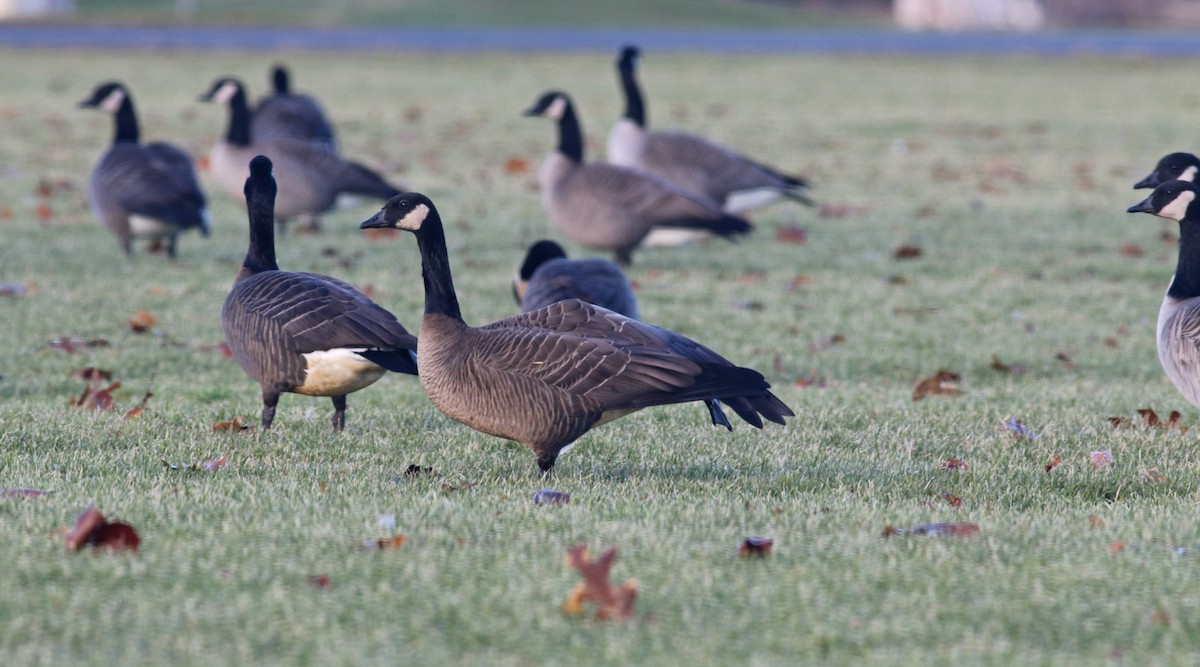 Canada Goose (canadensis Group) - ML317857441